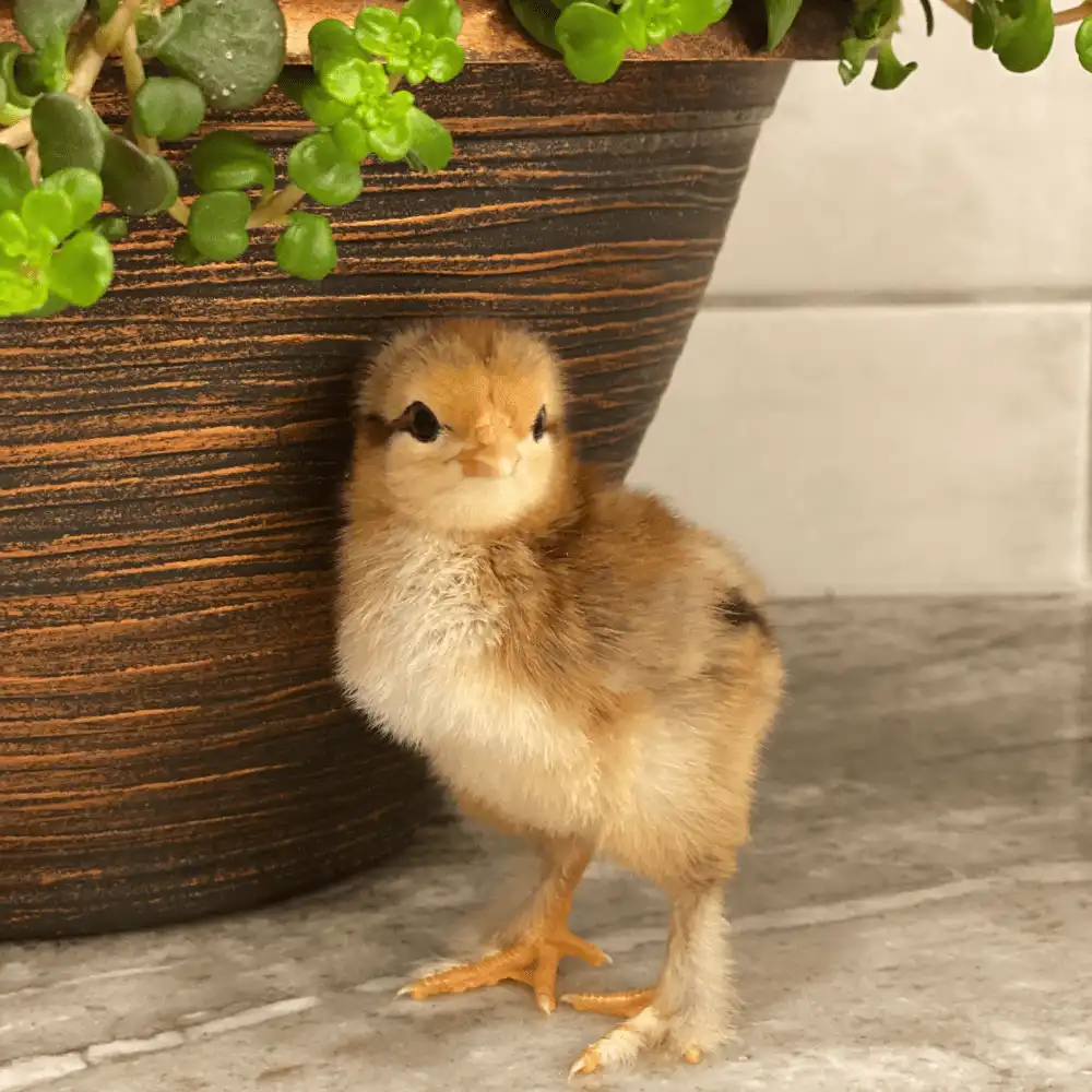 Barnevelder Chickens