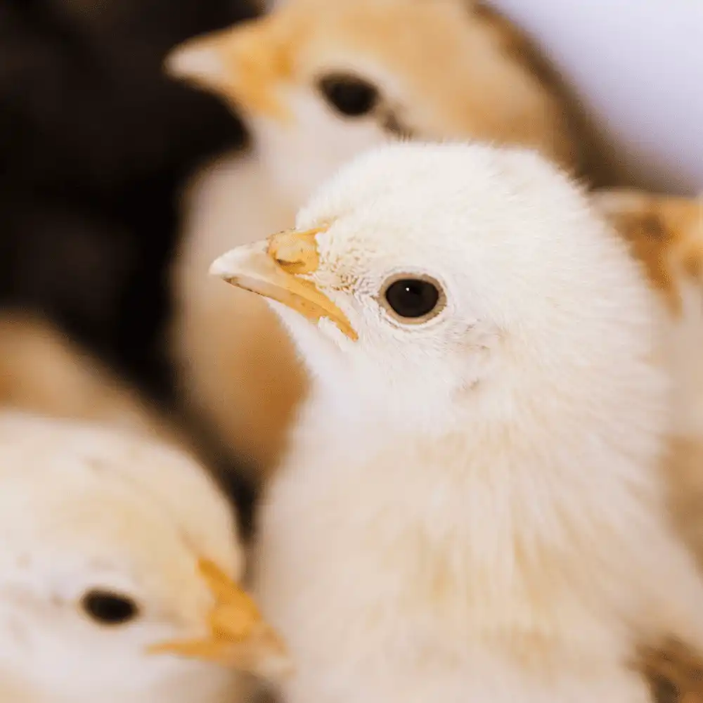 Barred Cochin Standard Chickens
