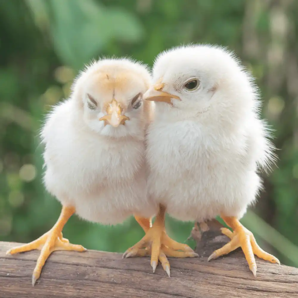 Barred Cochin Bantam Chickens