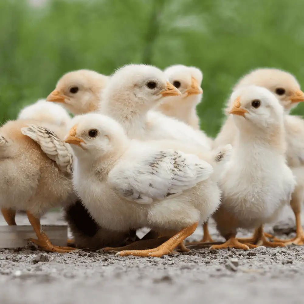 Barred Old English Game Bantam Chickens