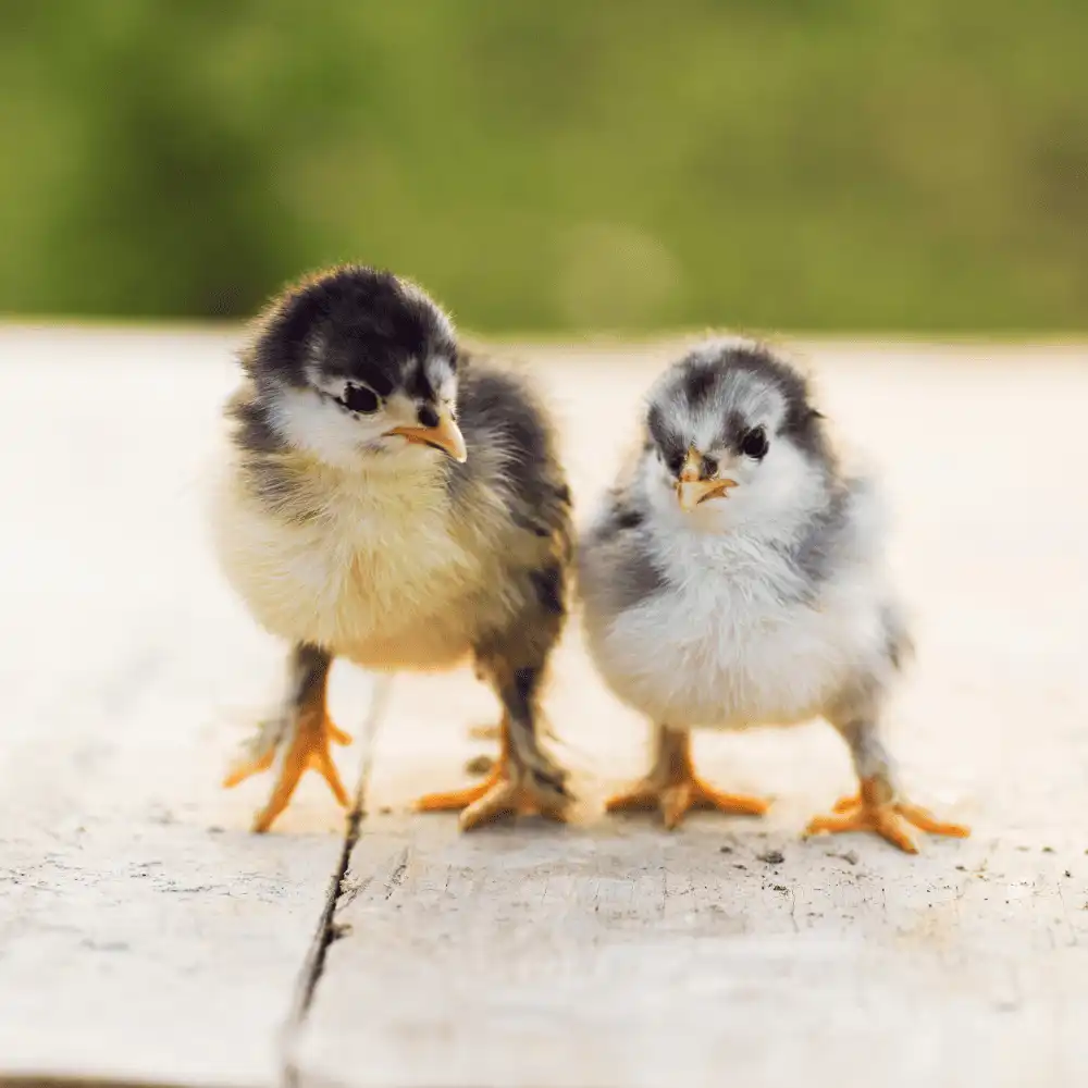 Blue Ameraucana Chickens