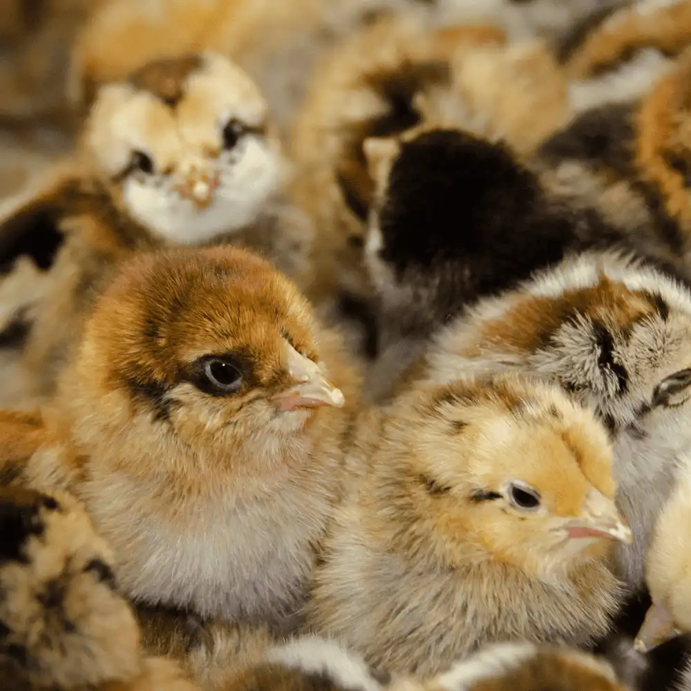 White Jersey Giants Chickens