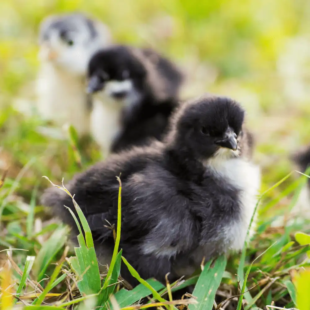 Black Cochin Bantam Chickens