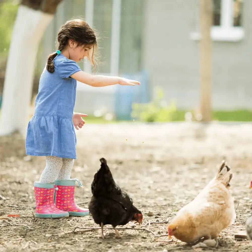 Black Laced Silver Wyandotte Chickens