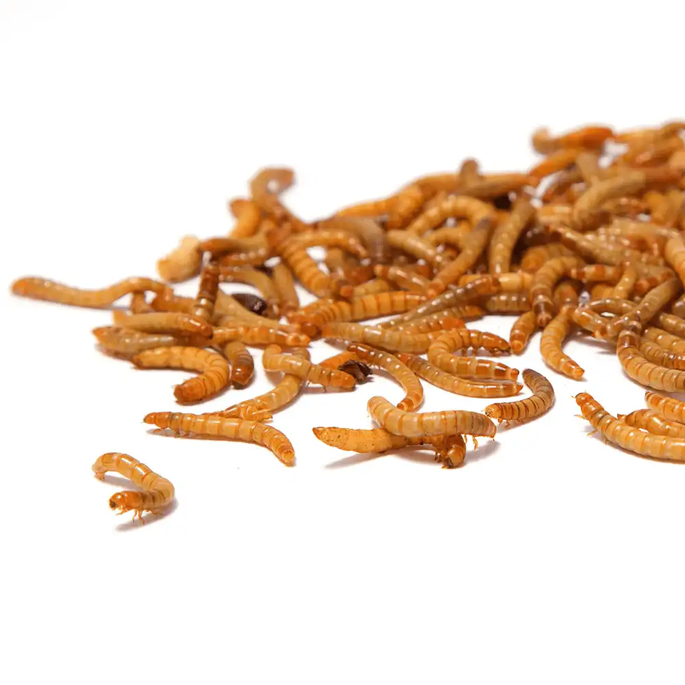 Live Mealworms