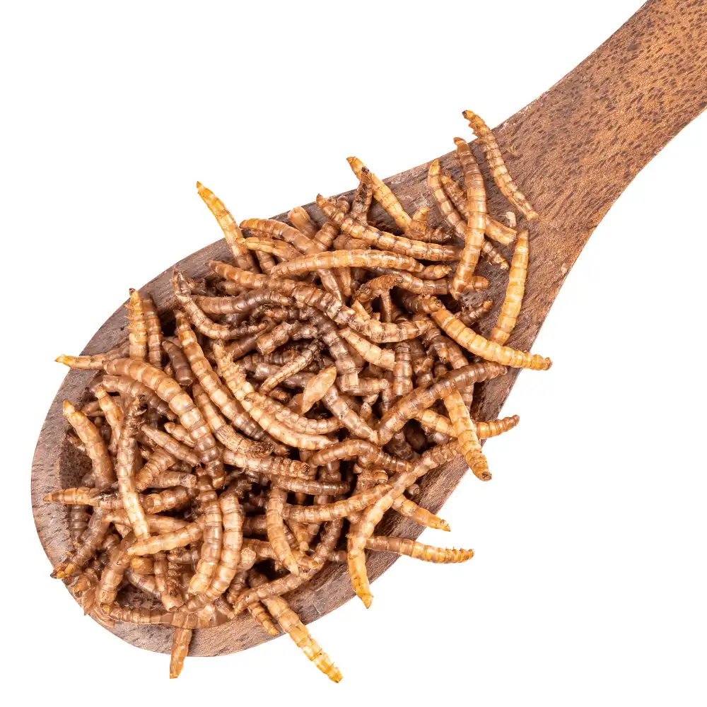 Dried Mealworms